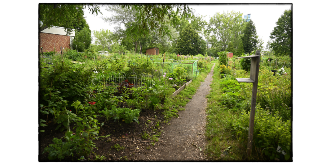 Pierre - Jardins communautaires tout de vert Jardin