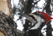 L’épervier et le grand pic