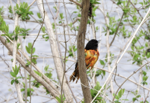 Oriole de Baltimore