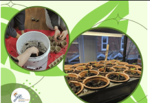 Faire pousser ses carottes? Quelle bonne idée!