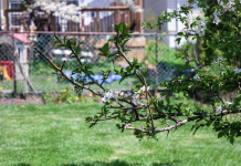 Planter un arbre dans votre cour pour 25$ ? Pourquoi pas?