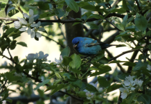 Bleu nuit